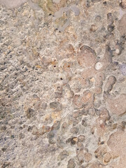 Coastal rocks and sea water as a natural background.