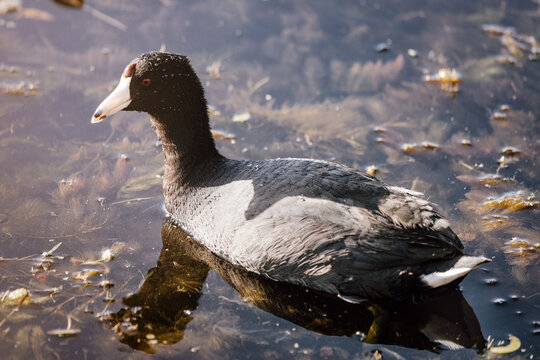 American coot in the water at Orlando Wetlands in Florida