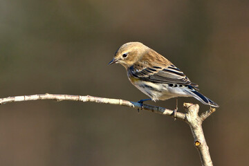 Yellow rumped warbler in Dover, Tenness