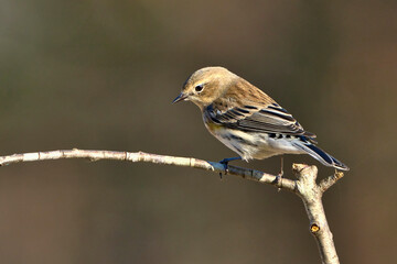 Fototapeta premium Yellow rumped warbler in Dover, Tenness