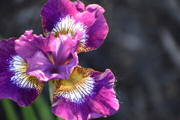 Purple Iris