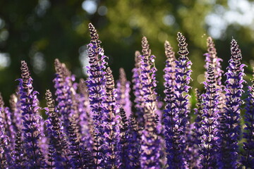 Purple Salvia