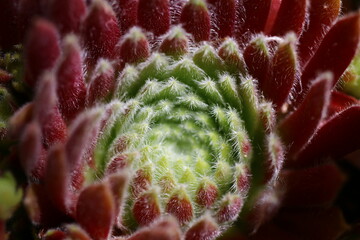 rojnik Erika Sempervivum