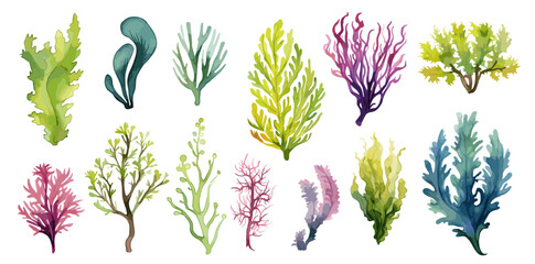 Algae and seaweeds set. Watercolor seaweed, underwater plants isolated collection. Decorative sea elements, plant for aquarium, vector clipart