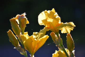 yellow Iris