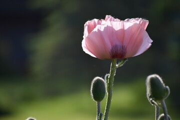 Pink Poppy