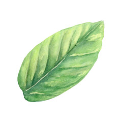 Leaf green tree grass watercolor drawing. Field spring plant twig illustration. Olive cranberry round isolated white background