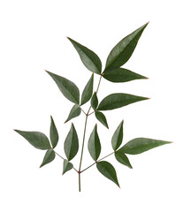 branch with green leaves isolated transparent background