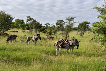 Zebra in Kruger National Park | Safari | South Africa