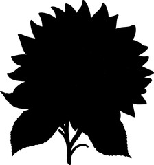 sunflower illustration isolated on transparent background. 
