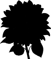 sunflower illustration isolated on transparent background. 
