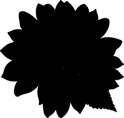 sunflower illustration isolated on transparent background. 
