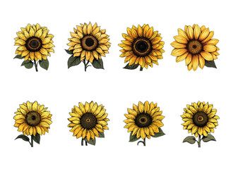 sunflower vector illustration isolated on white background. 
