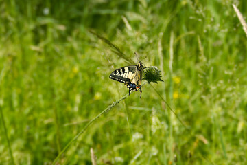 Old World Swallowtail or common yellow swallowtail (Papilio machaon) sitting on a flower in Zurich, Switzerland