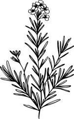 Rosemary herb vector doodle illustration.