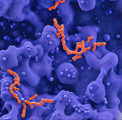 Fototapeta na wymiar Pseudomonas aeruginosa bacteria. AI generated illustration