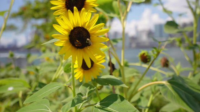 Bee on sunflower waving in the wind with Manhattan skyline