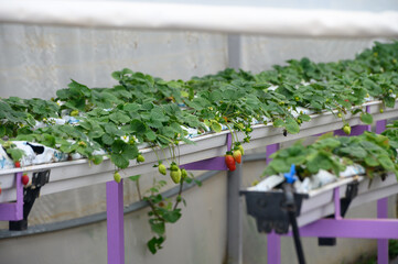 juicy strawberries in trays in a greenhouse in winter in Cyprus 1