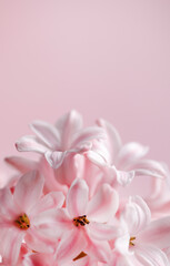 Part of pink hyacinth with copy space