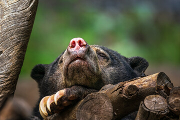 2024-01-19 A BEAR SLEEPING ON A LOG WITH ITS PAW AND CLAWS EXPOSED WITH A SOFT BACKGROUND TAKEN FROM BELOW THE ANIMAL