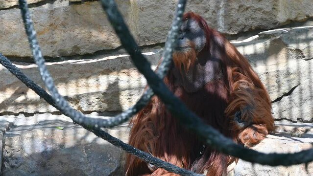 Berlin, Germany, August 10, 2023. Footage at the zoo: zoomed away from the orangutan chewing food while sitting in his enclosure. Black ropes are available for him to climb.