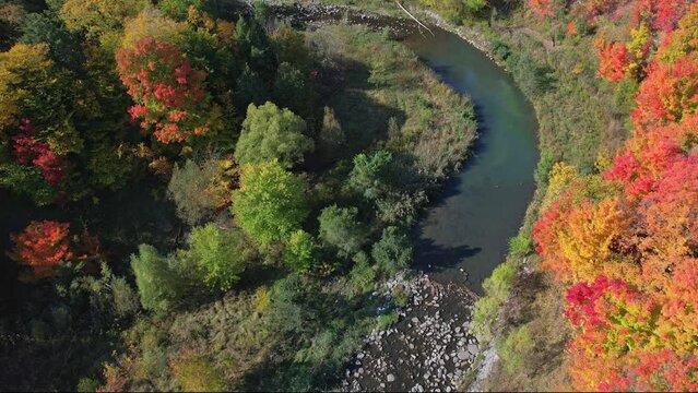Colourful autumn trees with orange red leaves and river. Looking down view through the fall foliage in the forest or park. Trees yellow leaves wide view. Morningside Park, Scarborough, Ontario.