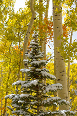 Snowy Conifer and Autumn Aspens
