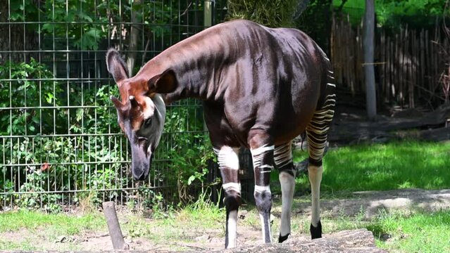 Berlin, Germany, August 10, 2023. Footage at the zoo: the Okapi or forest giraffe. The body, with the exception of the neck, resembles that of the giraffe. The black and white streaks of the zebra. 