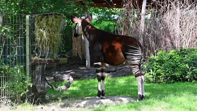 Berlin, Germany, August 10, 2023. Footage at the zoo: the Okapi or forest giraffe. The body, with the exception of the neck, resembles that of the giraffe. The black and white streaks of the zebra. 