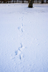 Rabbit tracks in deep snow.