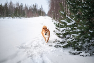 A red Shiba inu dog  is walking in snowy forest at winter