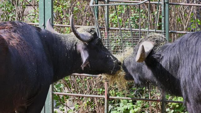Berlin, Germany, 10 August 2023. Footage at the zoo: close-up of a two buffalo who are eating hay from the trough of their enclosure.