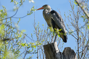 gray heront, Ardea cinerea, massive long-legged wading bird with long neck, curved beak sits high...