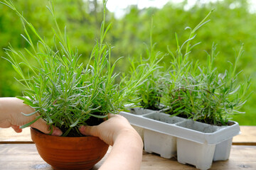 close-up of female hands transplant seedlings on terrace, young lavender plants, gardener in holds...