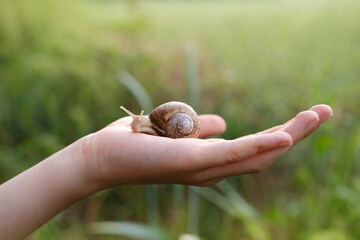 beautiful grape snail sitting on child's hand, Teaching children about organic farming and delicate balance of nature, terrestrial gastropod mollusk order lung snails of helicid family