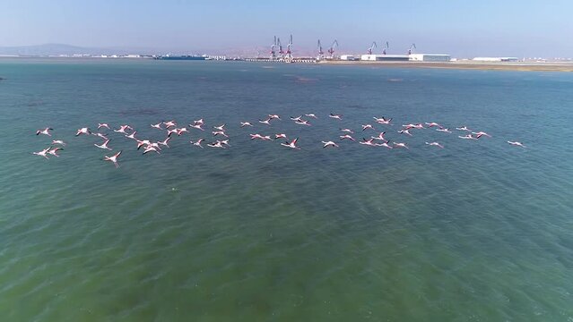 Cranes fly over the sea. Drone photography 
