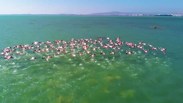 Cranes fly over the sea. Drone photography 