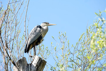 gray heront, Ardea cinerea, massive long-legged wading bird with long neck, curved beak sits high in tree, migration of birds of family Ciconiiformes, nest on coast of lakes, seas, wildlife protection - obrazy, fototapety, plakaty