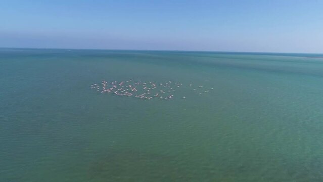 Cranes fly over the sea. Drone photography 