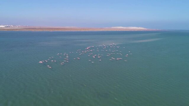 Cranes fly over the sea. Drone photography 