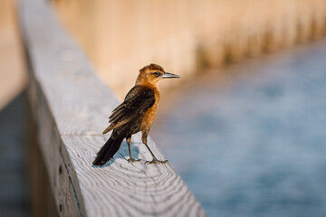 Female boat-tailed Grackle sitting on a wooden railing in the evening sun in Florida