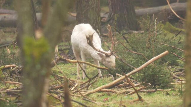 Male albino white deer (Cervidae) with big antlers eating leaves from a tree. White albino deer buck