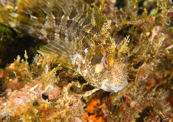 fish under water Bavosa gattoruggine -Parablennius gattorugine. Tompot blenny. Parco Capo Caccia Alghero. Sardegna. Italia