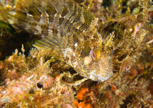 fish under water Bavosa gattoruggine -Parablennius gattorugine. Tompot blenny. Parco Capo Caccia Alghero. Sardegna. Italia