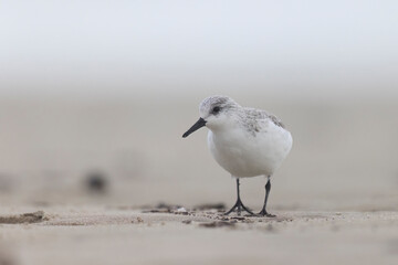 Sanderling (Calidris alba) small wading bird on the Adriatic Sea coast in winter.