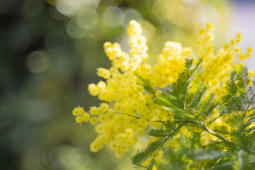 Mimosas flower bloom. Womens Day