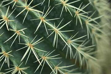 cactus texture, cactus needles close-up, cactus lines close-up, macro succulent needles close-up,...