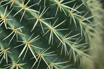 cactus texture, cactus needles close-up, cactus lines close-up, macro succulent needles close-up, green texutra succulent