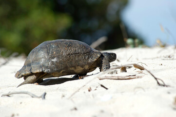 turtle on the sand Testuggine marginata e cisto