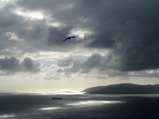 dimmed seascape with bird